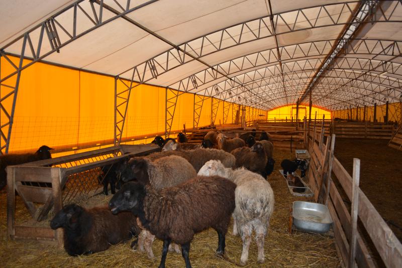 Построена овчарня в Белгородской области